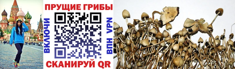 Псилоцибиновые грибы Psilocybine cubensis  Геленджик 